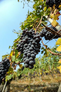 Barolo and Nebbiolo vineyards and grapes in Langhe Piedmont Italy