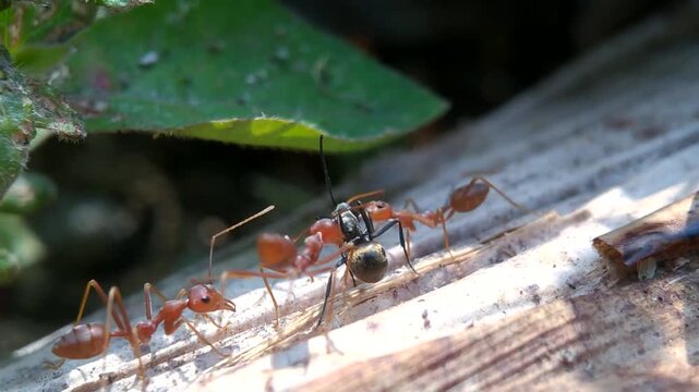 Red Ants Attack Black Ant Macro Shot, Macro Battle Red Ants vs Black Ant, Aggressive Red Ants Fighting Black Ant Macro