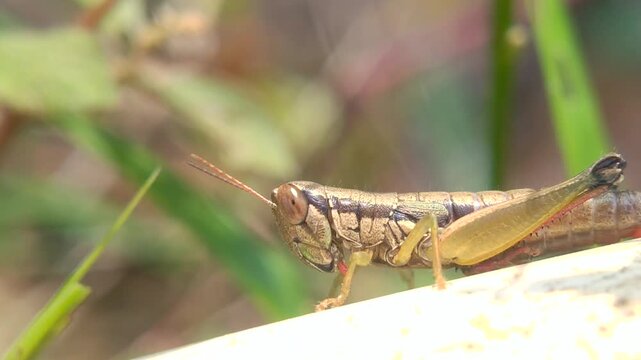 Macro shot of brown grasshopper or Valanga nigricornis resting on a plant stem, Close up view of wooden grasshopper species Valanga nigricornis in nature, Valanga nigricornis brown grasshopper sitting