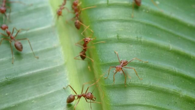 Macro Shot of a Red Weaver Ant Colony Active on a Vibrantly Ribbed Green Leaf, Group of Red Ants Scurrying Across a Textured Green Leaf Surface, Red Ants Nesting and Communicating on a Green Leaf