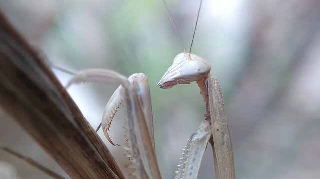 Cone Headed Mantis (Empusa pennata) Resting on Branch Video, Close Up Video of Cone Headed Mantis (Empusa pennata) on Dried Twig, Macro Shot Video of Cone Headed Mantis (Empusa pennata) Insect