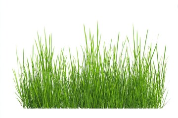 Fototapeta premium Lush green grass isolated background.