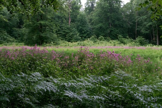 Pink campion flowers bloom in a meadow surrounded by trees