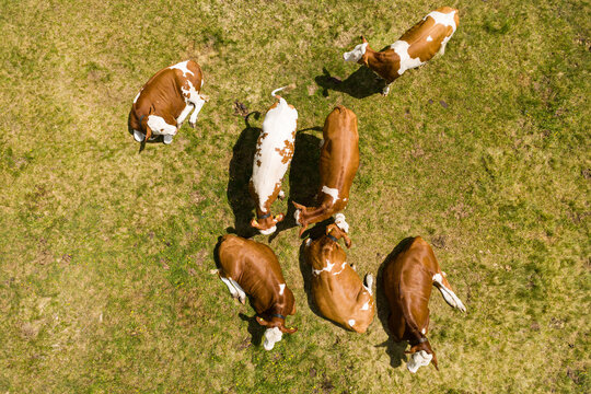 Sustainable agriculture and alpine farming, herd of cows grazing on a green meadow in the Kitzb&uuml;hel Alps in Austria seen from a bird's eye view