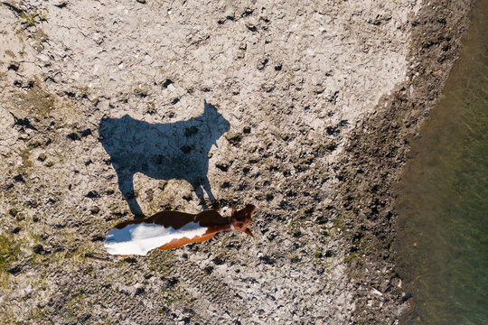 Alpine agriculture and livestock farming, cow grazing near a mountain lake in the Kitzb&uuml;hel Alps of Tyrol in Austria
