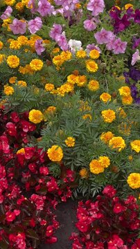 Close-up video of colorful petunias and bright orange marigold flowers blooming in a summer garden. Vibrant flower bed with pink, purple, red and orange blossoms, lush green foliage and ornamental pla