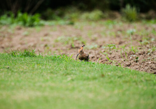 A hoopoe with its long beak picking up insects while foraging