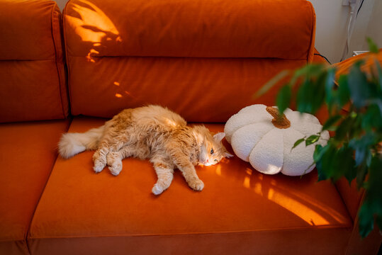 Ginger domestic longhair cat relaxing on a vibrant orange sofa, basking in warm sunlit shadows, next to a soft white plush pumpkin pillow, embodying a cozy pet lifestyle and autumn home comfort
