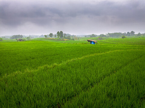Lush green rice field under cloudy skies. Bali, Indonesia, Asia.