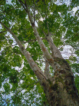 Low angle view of a towering forest tree canopy.
