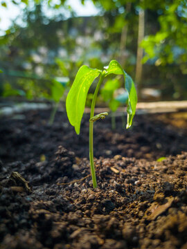 Young green seedling growing in fertile soil.