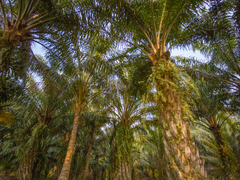 Palm trees rising beneath a dense tropical canopy.