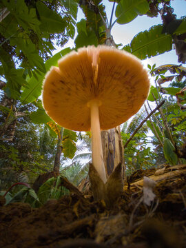 Low angle view of a wild mushroom growing on the forest floor.