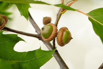 acorns on a branch for background © serhii