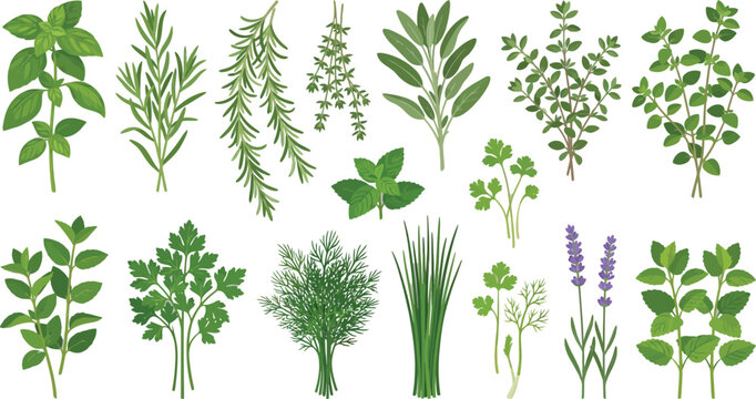 Fresh Culinary Herbs Arranged with Lavender for Gourmet Cooking and Wellness