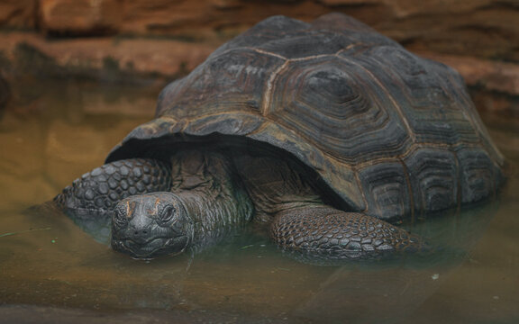 Aldabra giant tortoise