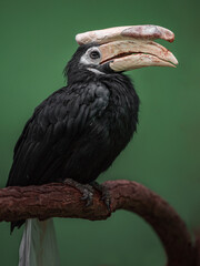 Palawan hornbill © svobodacontributor
