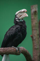 Palawan hornbill © svobodacontributor