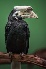 Palawan hornbill © svobodacontributor