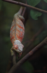 Panther chameleon © svobodacontributor