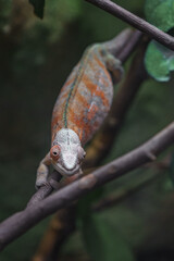 Panther chameleon © svobodacontributor