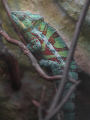Panther chameleon © svobodacontributor