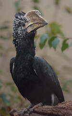 Silvery-cheeked hornbill © svobodacontributor