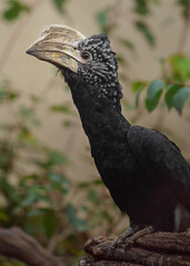 Silvery-cheeked hornbill © svobodacontributor