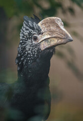 Silvery-cheeked hornbill © svobodacontributor