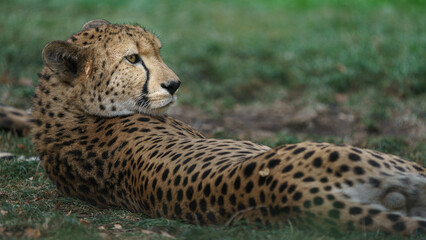 Cheetah © svobodacontributor