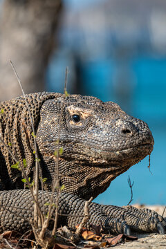 The World's Largest Lizard: Komodo Dragon Walking on Rinca Island, Indonesia