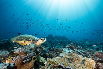 Sea Turtle Swimming Near Coral Reef in Blue Ocean © Fahmi