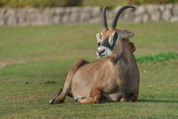 Roan antelope © svobodacontributor