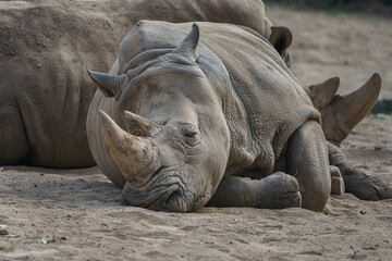 White rhinoceros © svobodacontributor