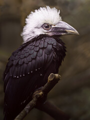 Fototapeta premium White-crested hornbill