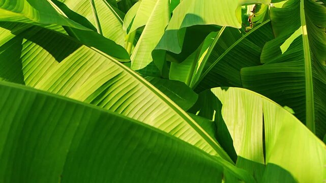 Closeup of bright green banana leaves with clearly defined parallel veins. Natural botanical green background