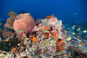 coral reef in aquarium © Fahmi