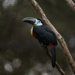 Channel-billed toucan © svobodacontributor