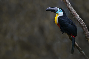 Channel-billed toucan © svobodacontributor