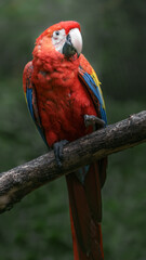 Obraz premium Scarlet macaw