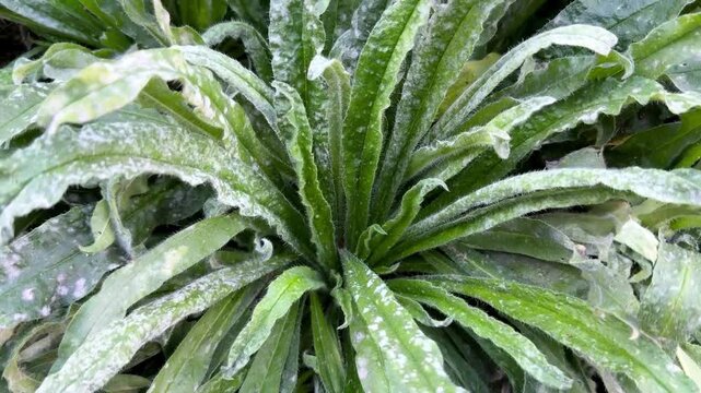 Common Viper's Bugloss Plant Affected by Powdery Mildew