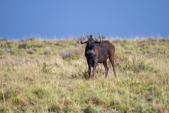 White-tailed wildebeest (Connochaetes gnou), adult, Mountain Zebra National Park, Eastern Cape, South Africa