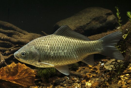 Carassius gibelio, pediment, prussian carp, silver carp, fish, fishes, pisces