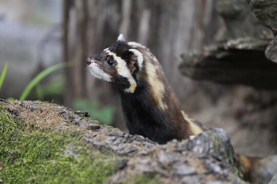 Marbled polecat (Vormela peregusna), adult, alert, on burrow, portrait, captive