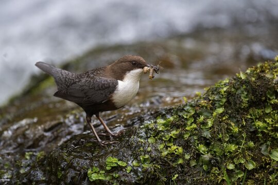 White-throated Dipper with prey at the mountain stream, Bitburg, Rhineland-Palatinate, Germany
