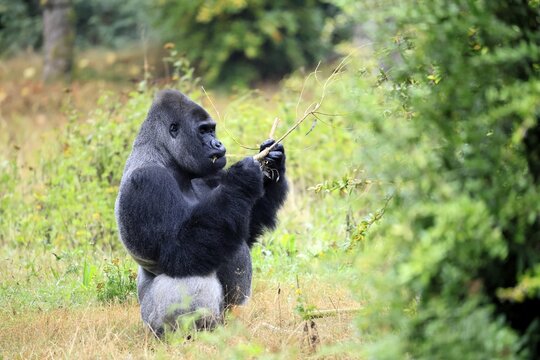 Western gorilla (Gorilla gorilla), adult, male, silverback, sitting on the ground, eating