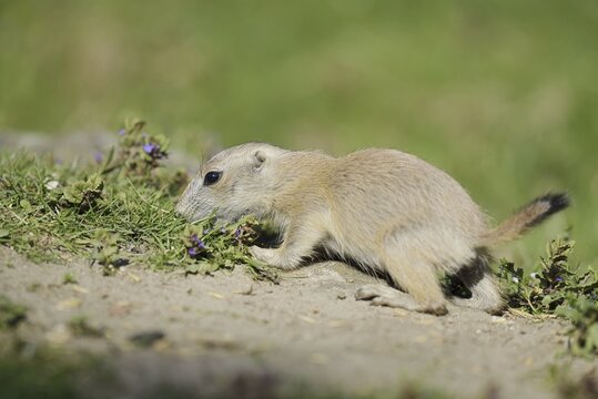 Black-tailed prairie dog (Cynomys ludovicianus), juvenile, captive, occurrence in North America