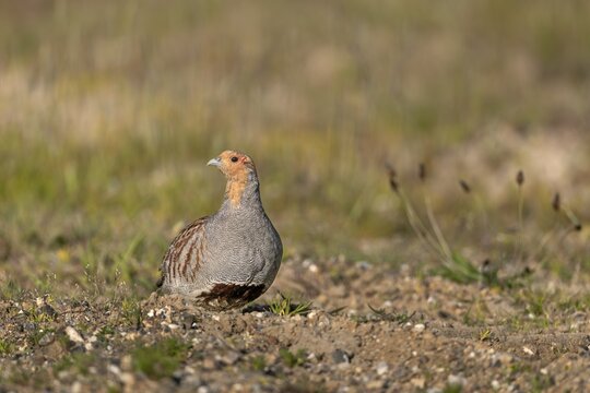 The grey partridge (Perdix perdix) is perfectly adapted to its original habitat, and the colours of its plumage are also reflected in the landscape, Denmark