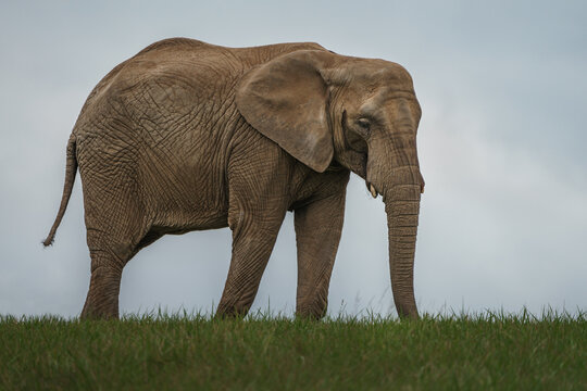 African bush elephant
