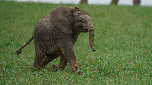 African bush elephant